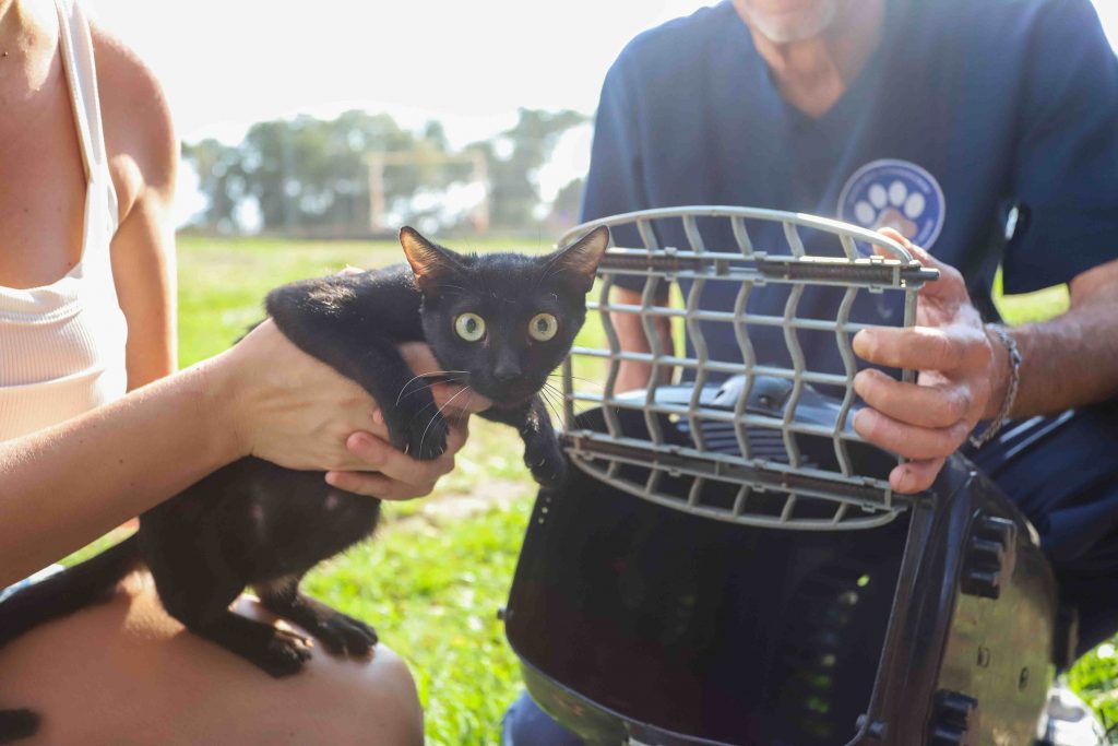 castração pets