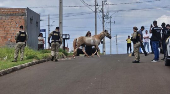 cavalos cambé