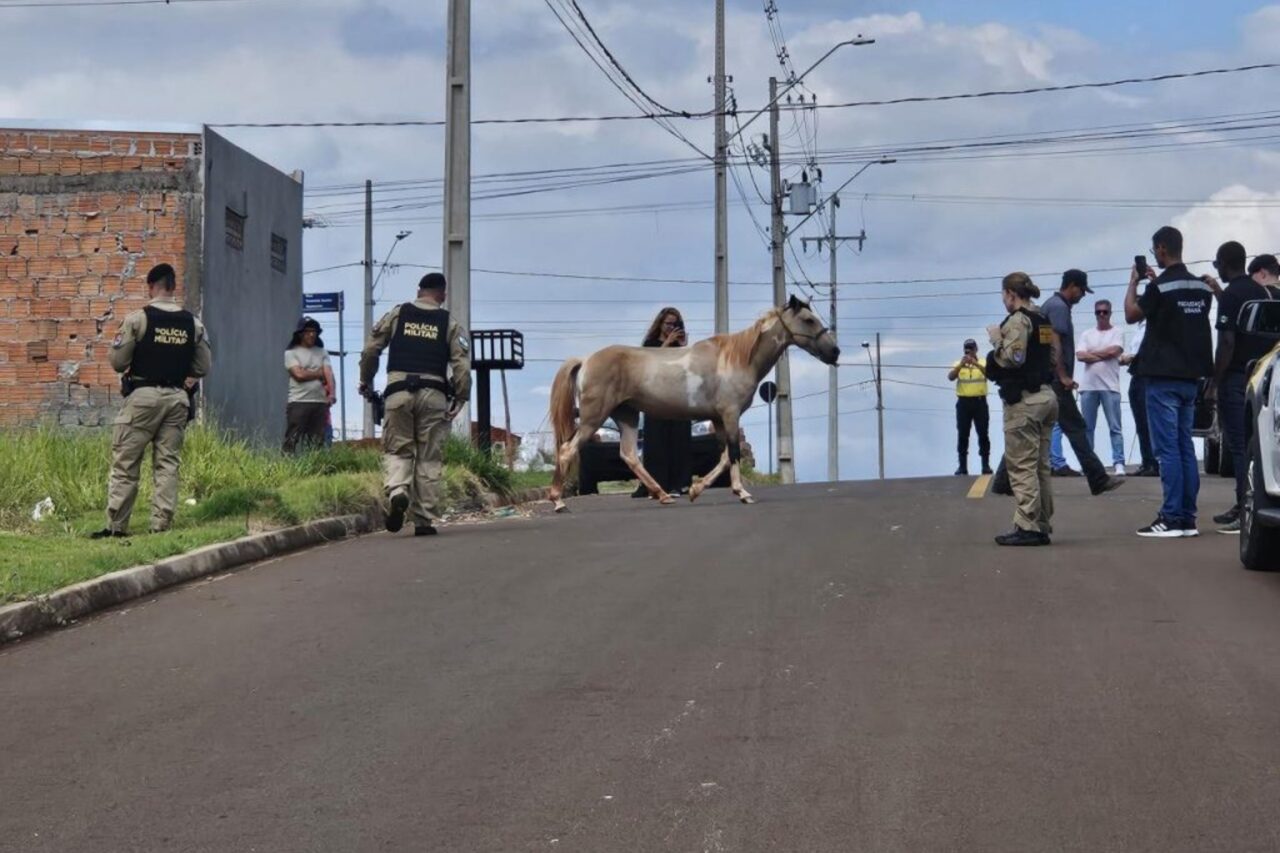 cavalos cambé