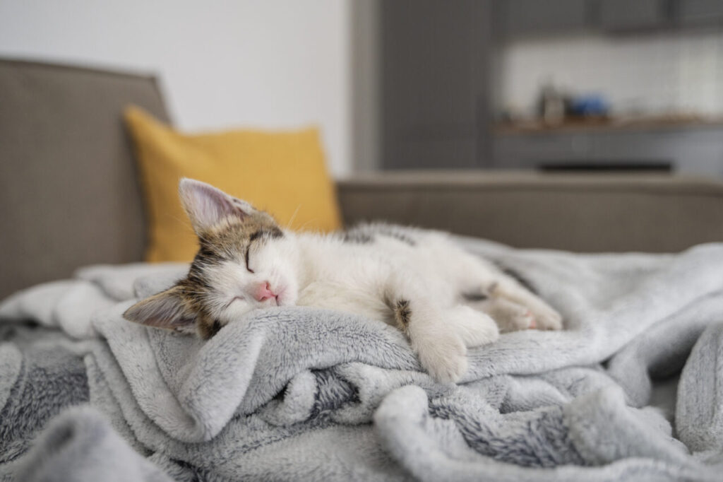 cute-cat-spending-time-indoors