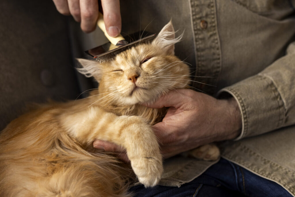 elderly-person-with-pet-cat