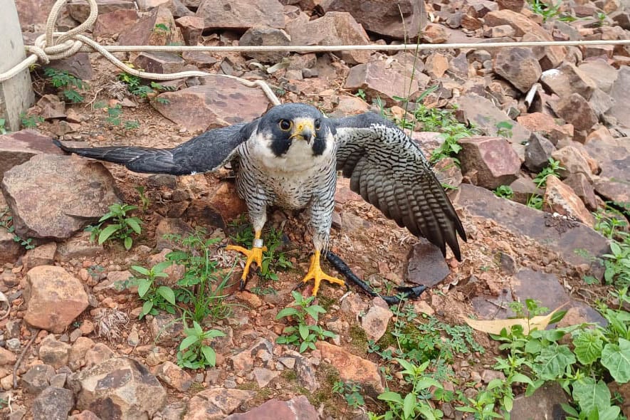 falcao-peregrino-1