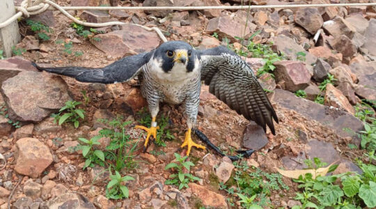falcao peregrino