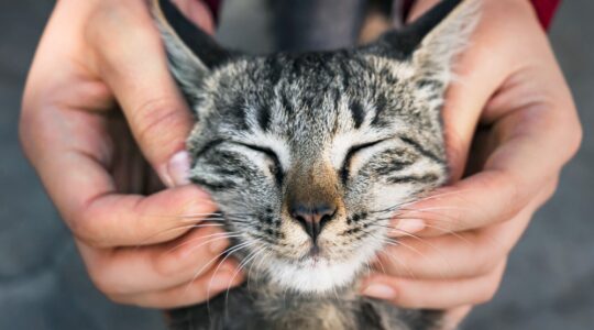 gatos cuidados