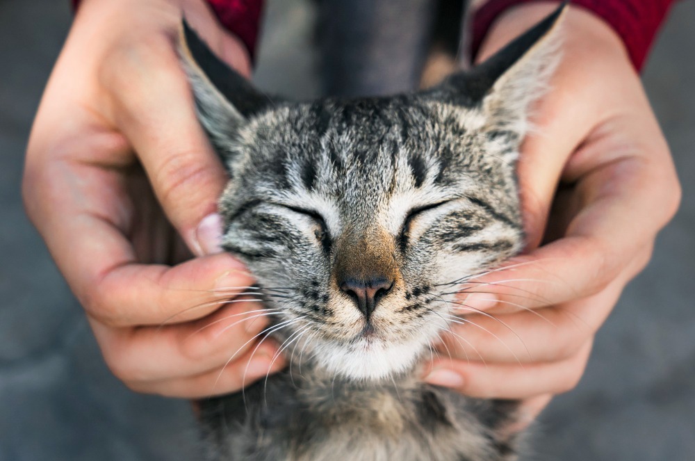 gatos cuidados