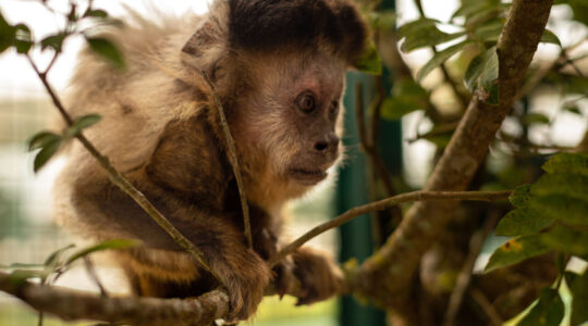 macaco
