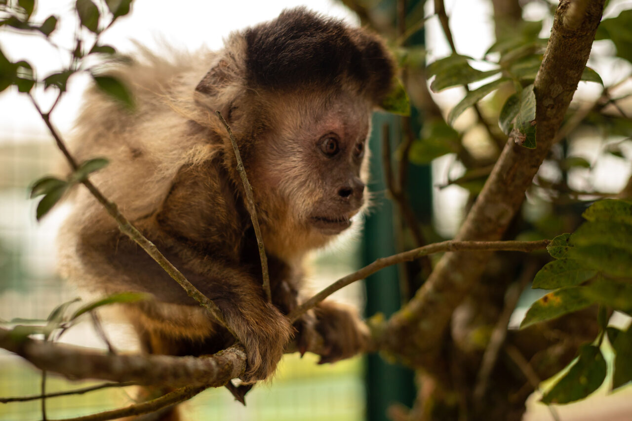 macaco