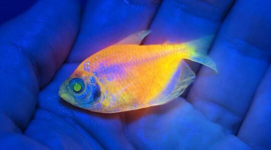 peixes que brilham