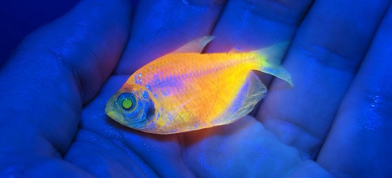 peixes que brilham