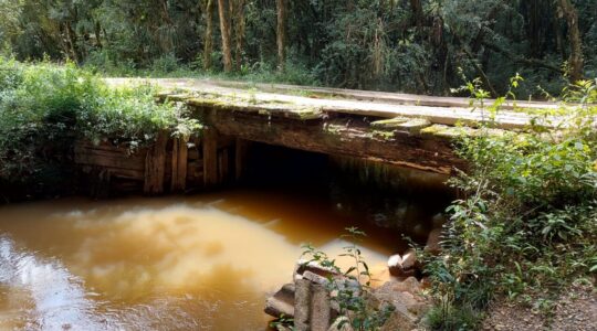 ponte araucaria
