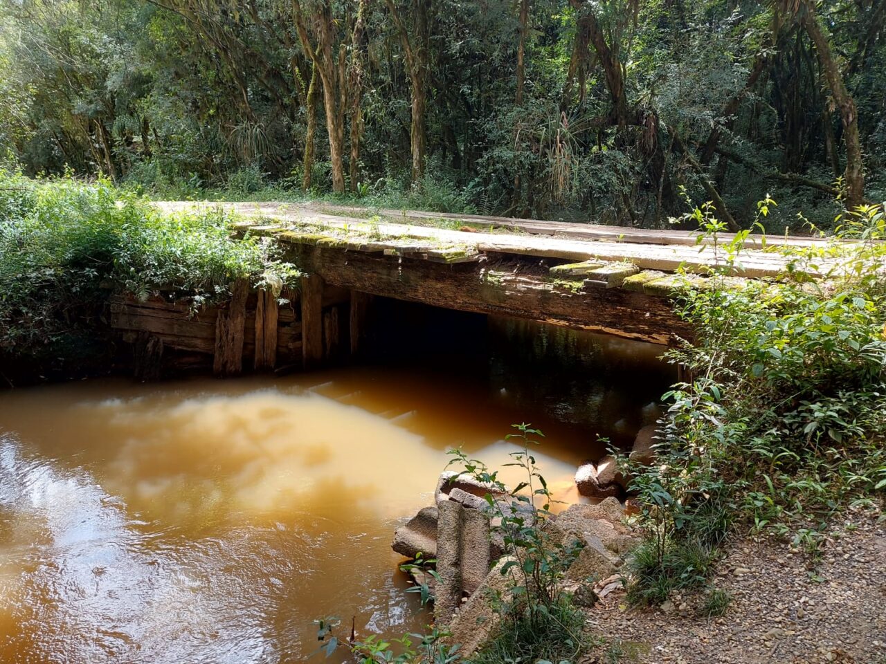 ponte araucaria