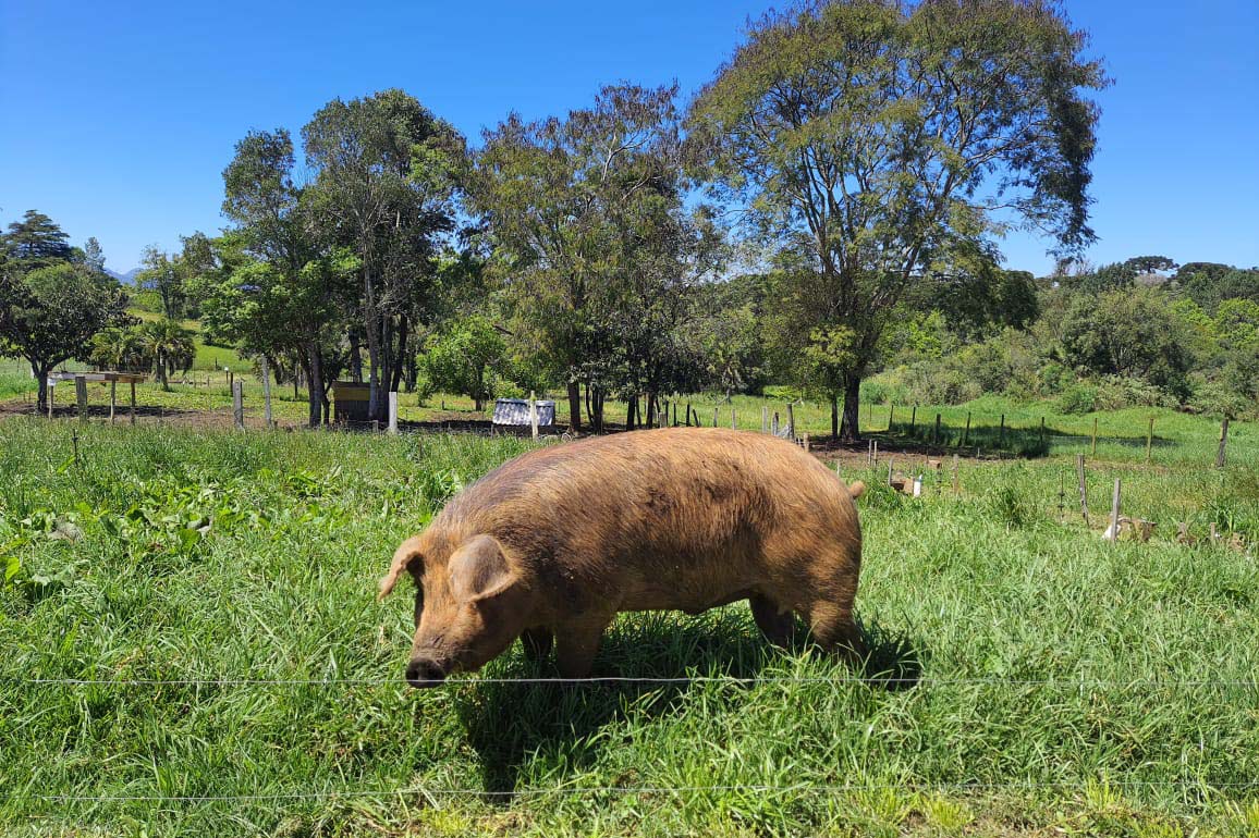 porco moura