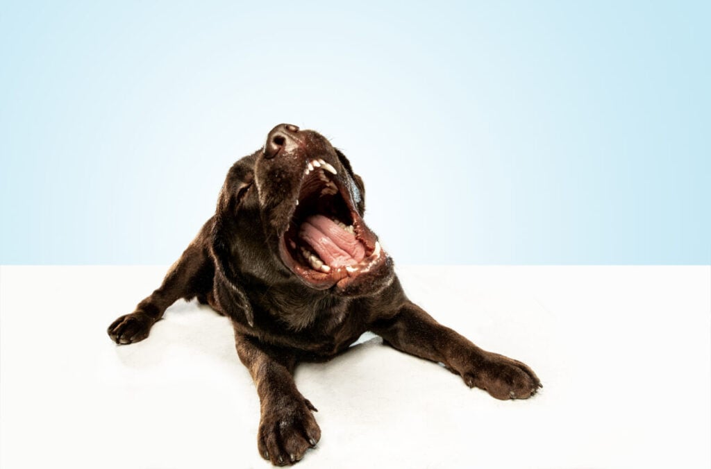 Chocolate labrador retriever dog in the studio. Indoor shot of young pet.