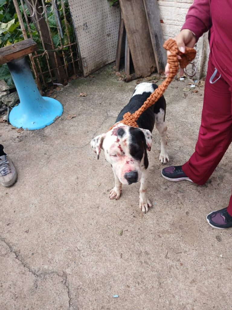 07cachorro
