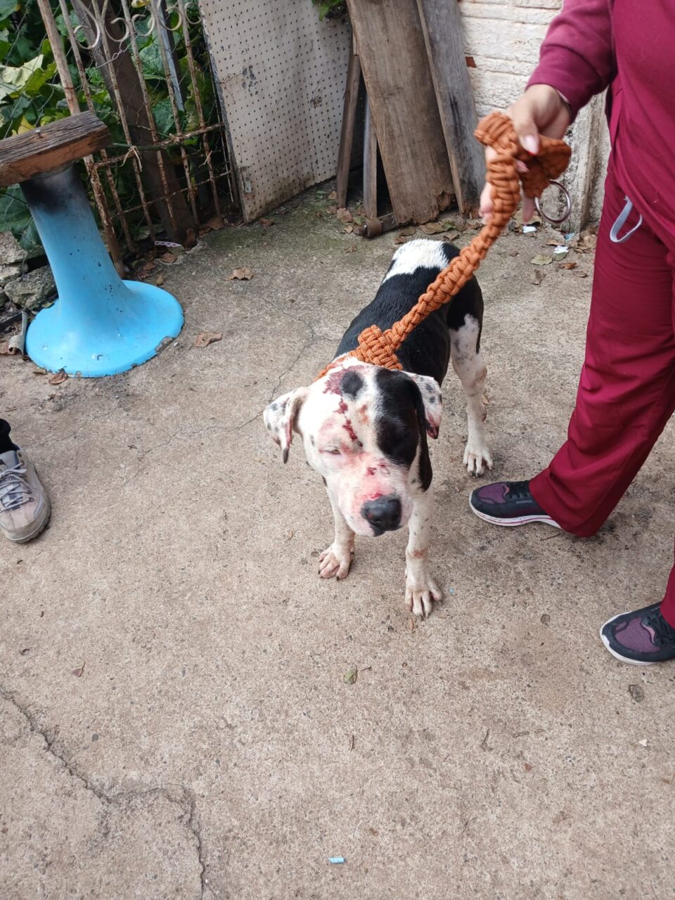 07cachorro