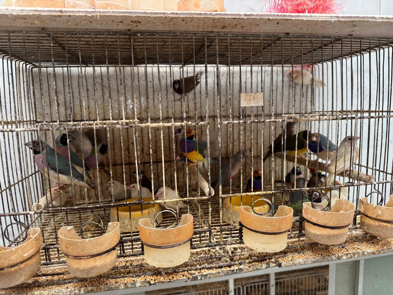 11aves