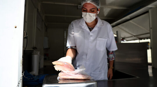 pescados PEIXE