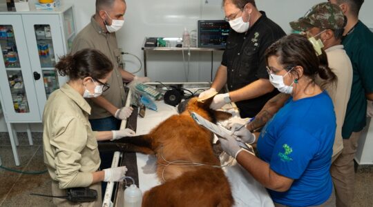 Lobo-guará recebe tratamento: encontrato em Foz do Iguaçu