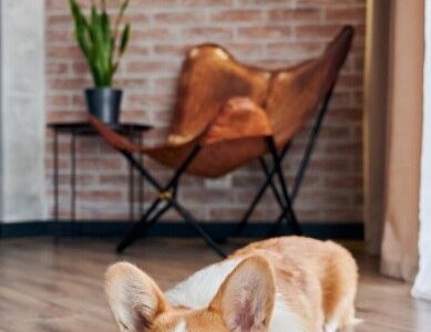 SYNTEC-PETS-Veterinaria-alerta-diagnostico-e-tratamento-de-doencas-inflamatorias-exigem-atencao-dos-tutores-foto-freepik