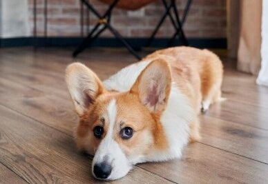 SYNTEC-PETS-Veterinaria-alerta-diagnostico-e-tratamento-de-doencas-inflamatorias-exigem-atencao-dos-tutores-foto-freepik