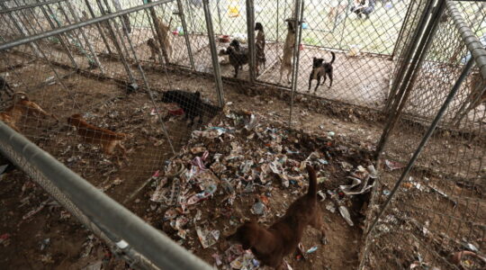 OPERAÇAO ANIMAL MAIS DE 300 CACHORROS EM MAUS TRATOS