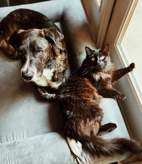 caes e gatos