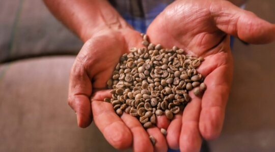 cafe da fazenda palmeira