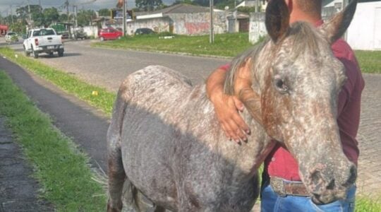 cavalos sjp