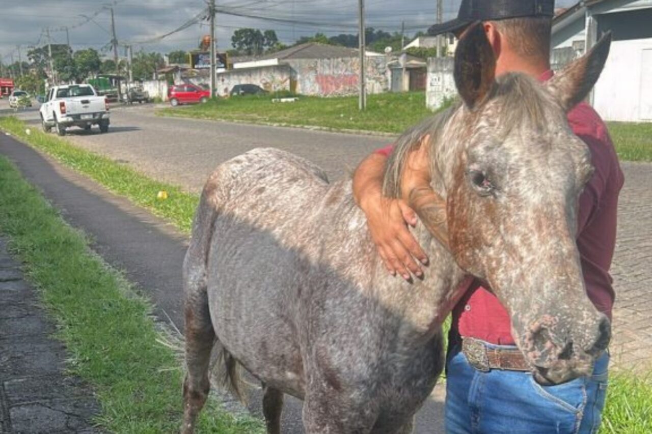 cavalos sjp