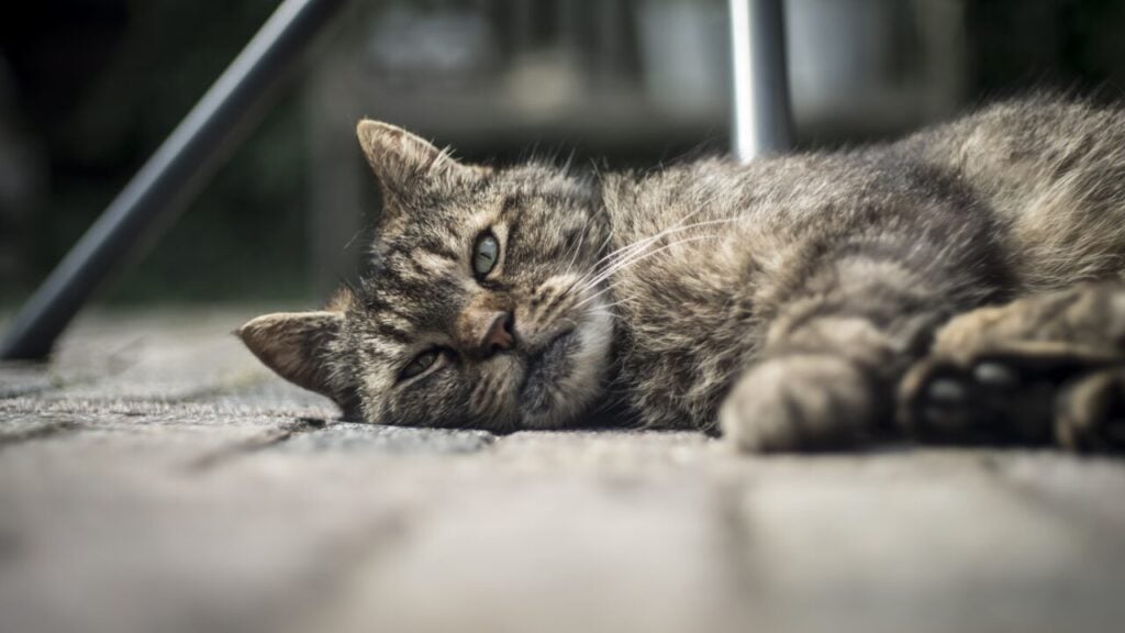 Closeup wide shot of an adult old domestic cat laying on the wooden porch and looking at the camera