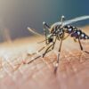 dengue contenda