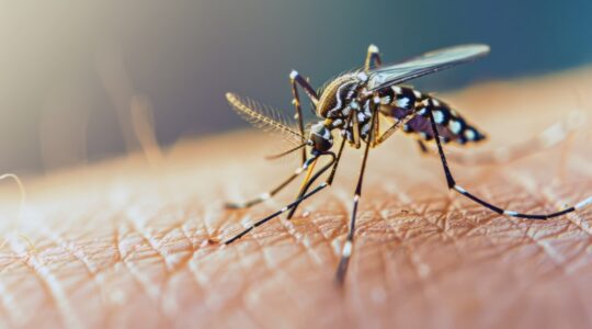dengue contenda