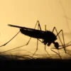 dengue londrina