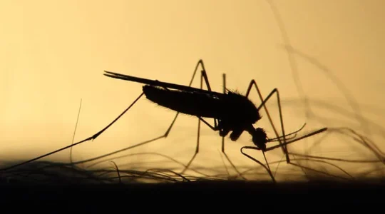 dengue londrina