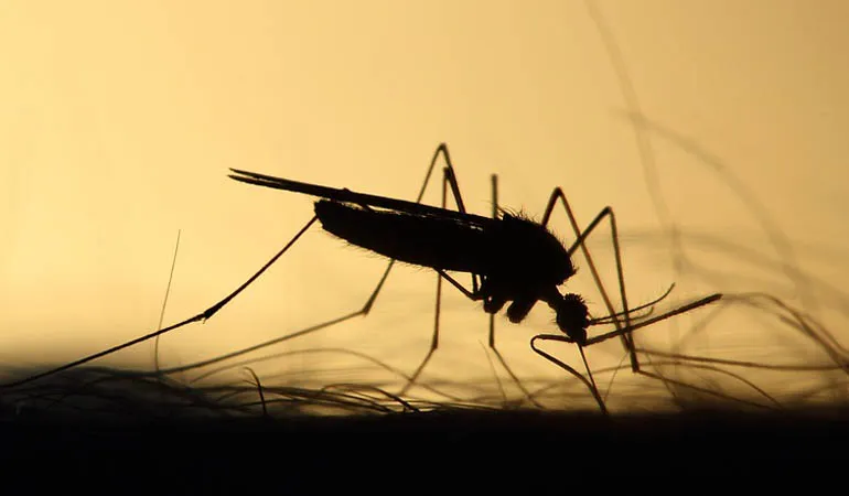 dengue londrina