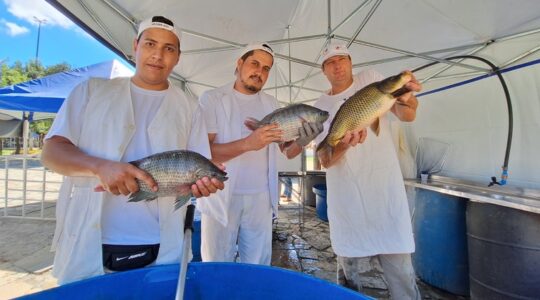 feira do peixe