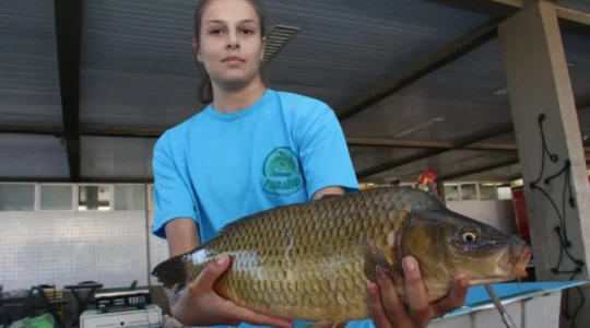 feira do peixe ponta grossa