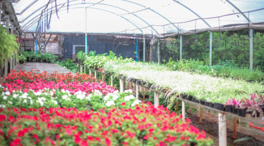 festa das flores maringá