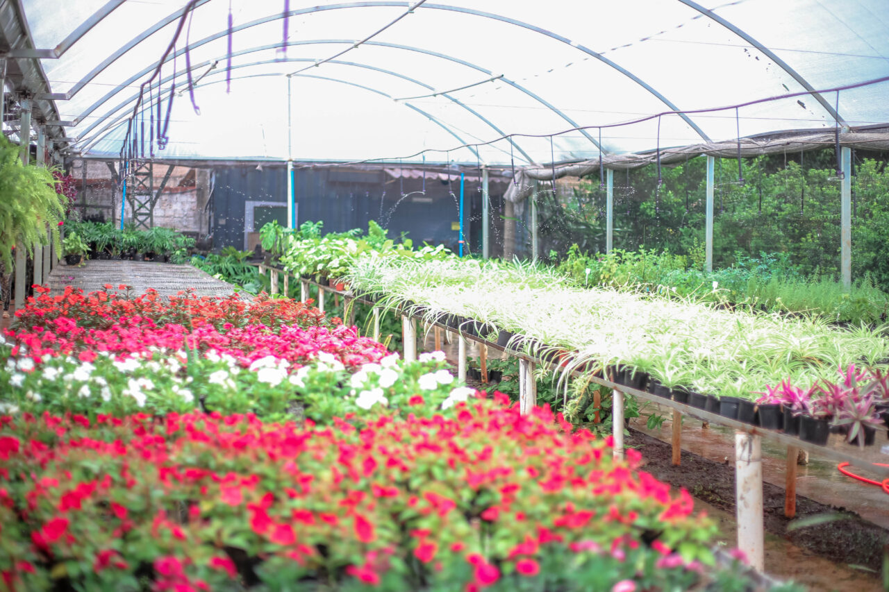 festa das flores maringá