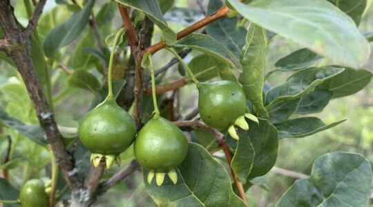 fruta gabiroba do campo