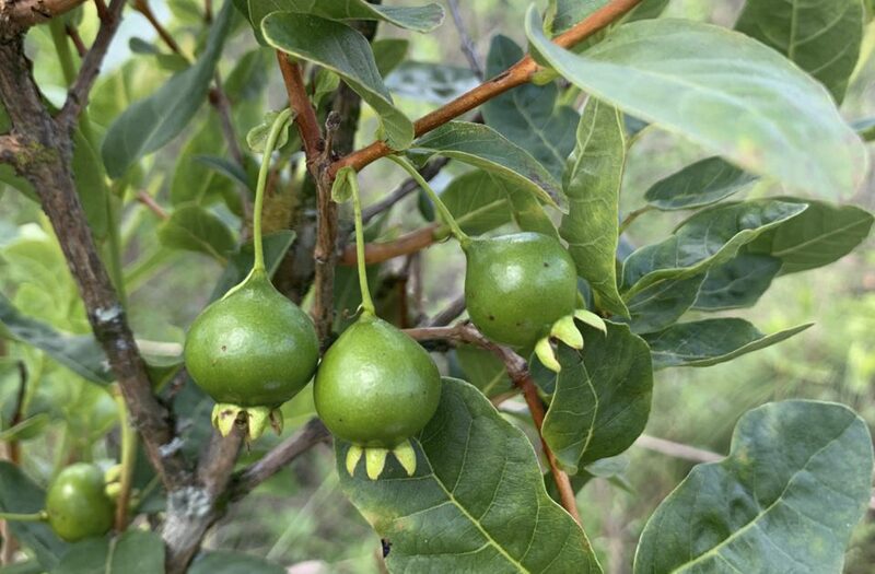 fruta gabiroba do campo