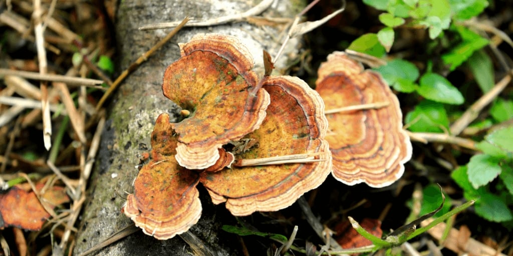 fungos-tronco-arvore