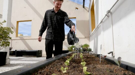 horta urbana