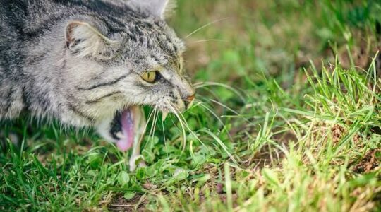 vomito-de-gato