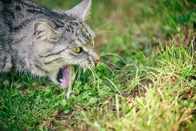 vomito-de-gato