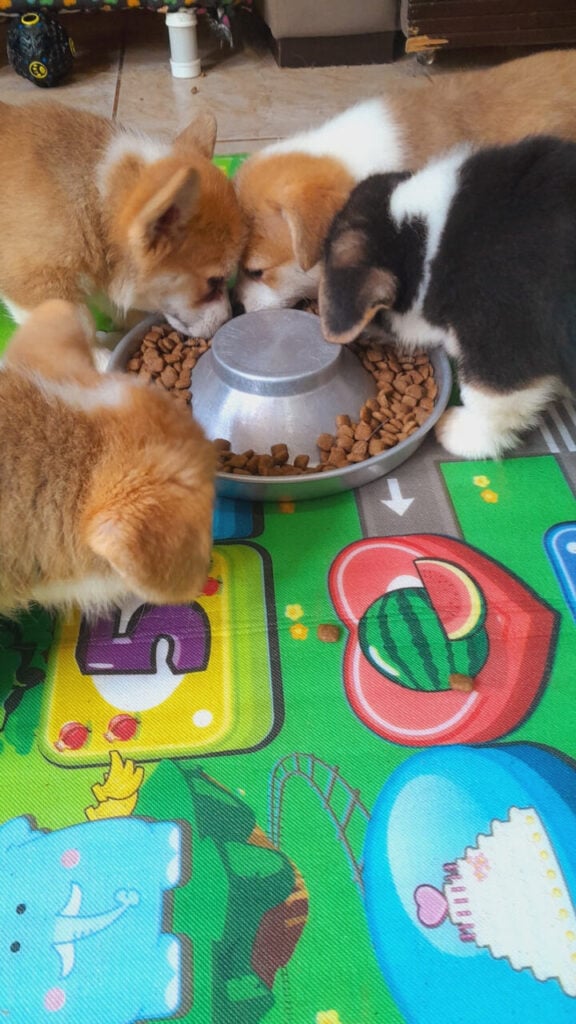 caes_comendo