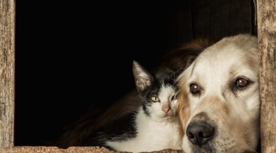Closeup shot of the snouts of a cute dog and a cat sitting cheek to cheek