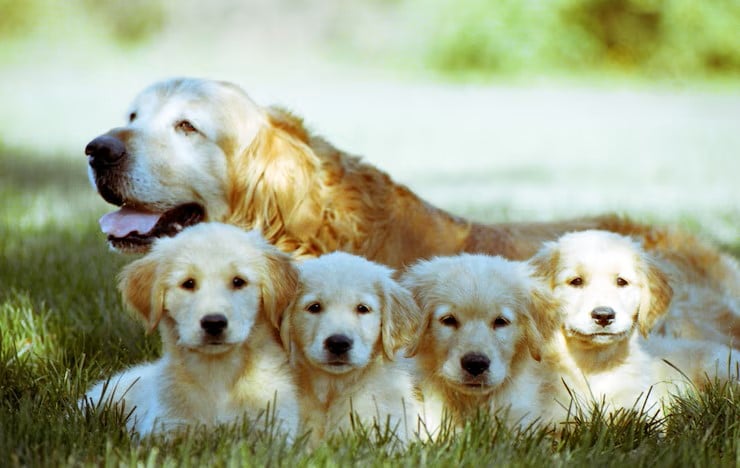 foto-de-foco-raso-de-um-velho-golden-retriever-com-quatro-filhotes-descansando-em-um-gramado_181624-20942