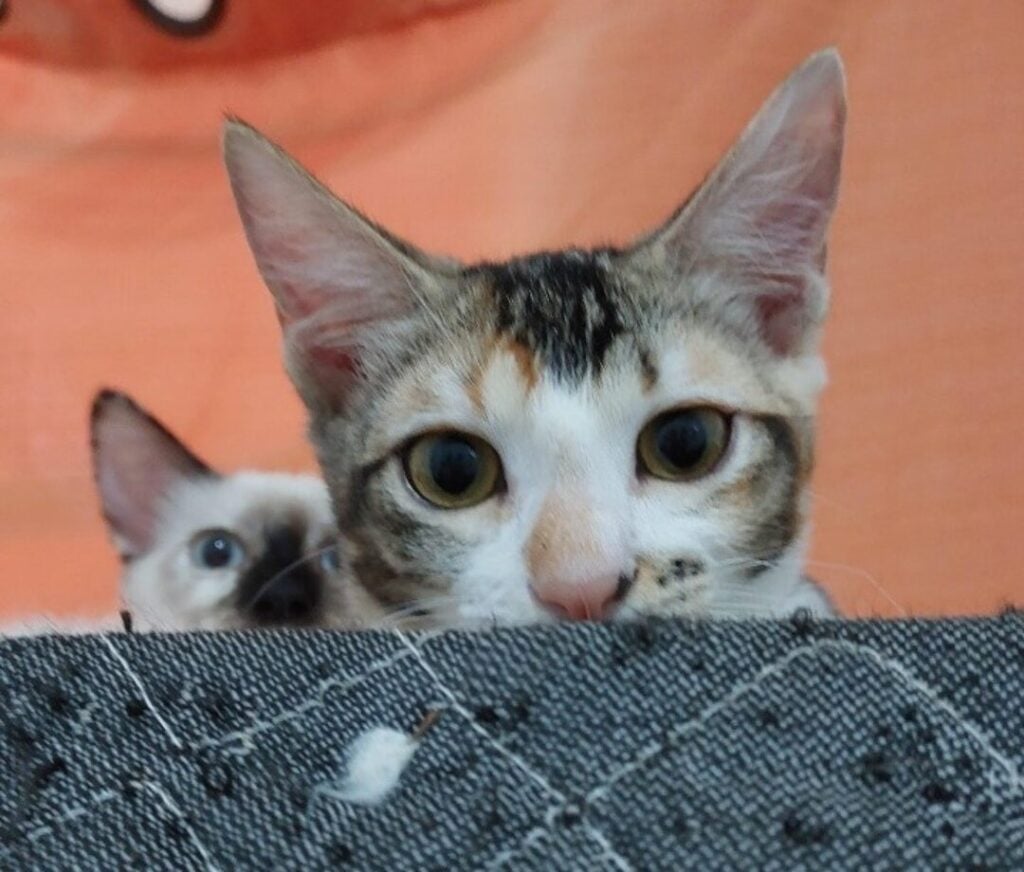 gatamaefilha