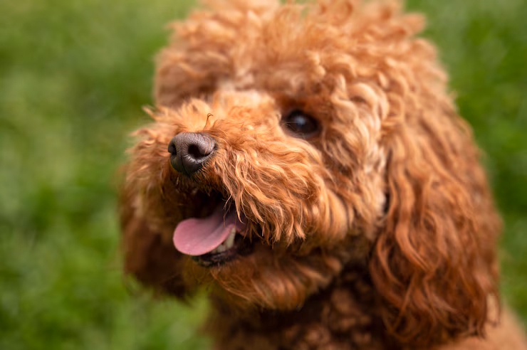 goldendoodle